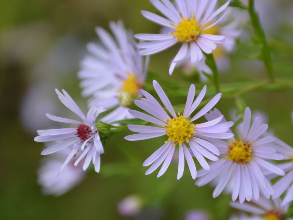 Symphyotrichum salignum ?